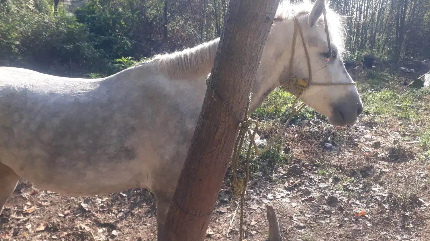 اسب ۴ سال همچی عالی هم سواری هم باری|اسب و تجهیزات اسبسواری|گوراب زرمیخ, |دیوار