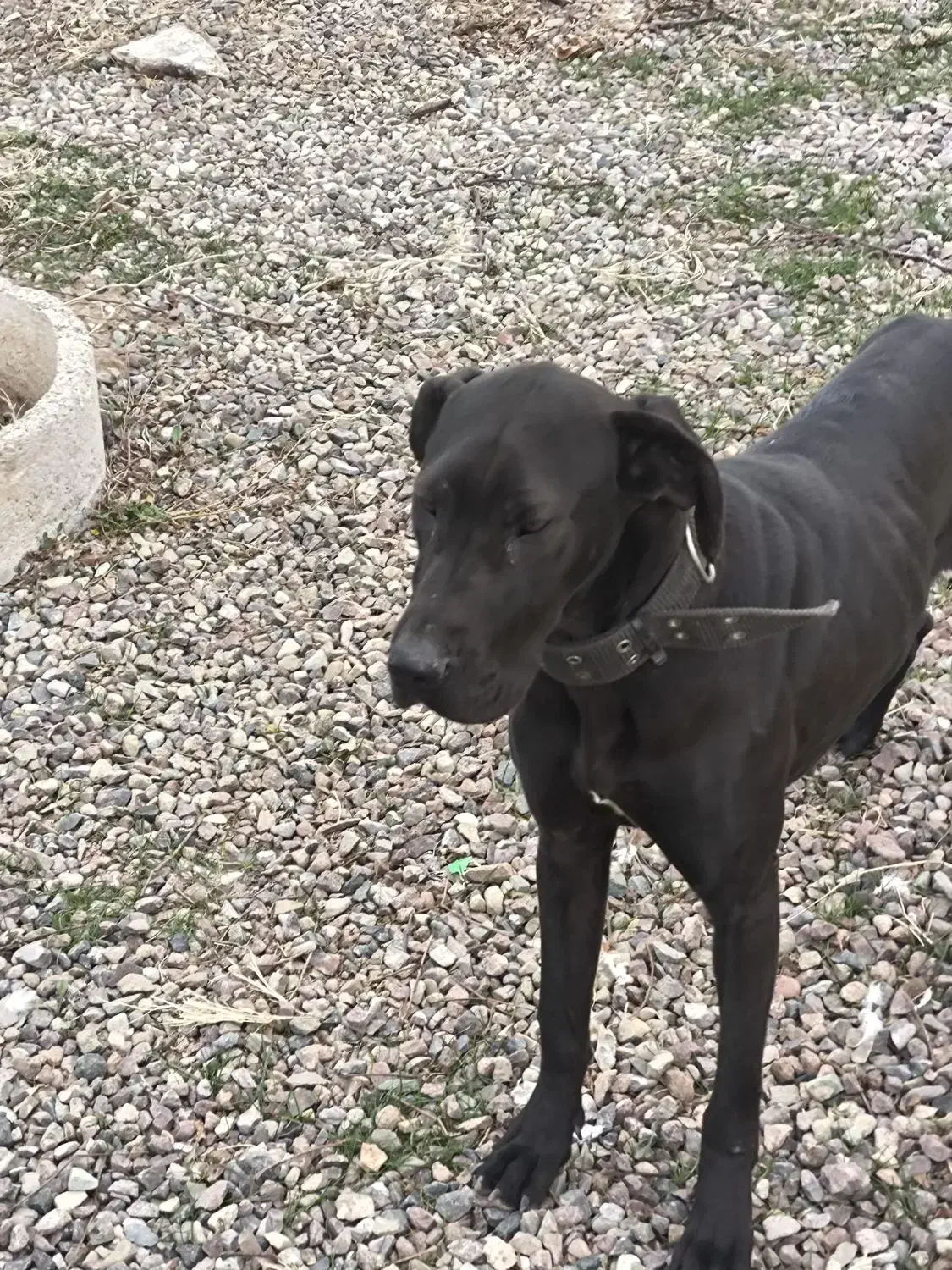 سگ گریت دین گریدین|سگ|قزوین, |دیوار