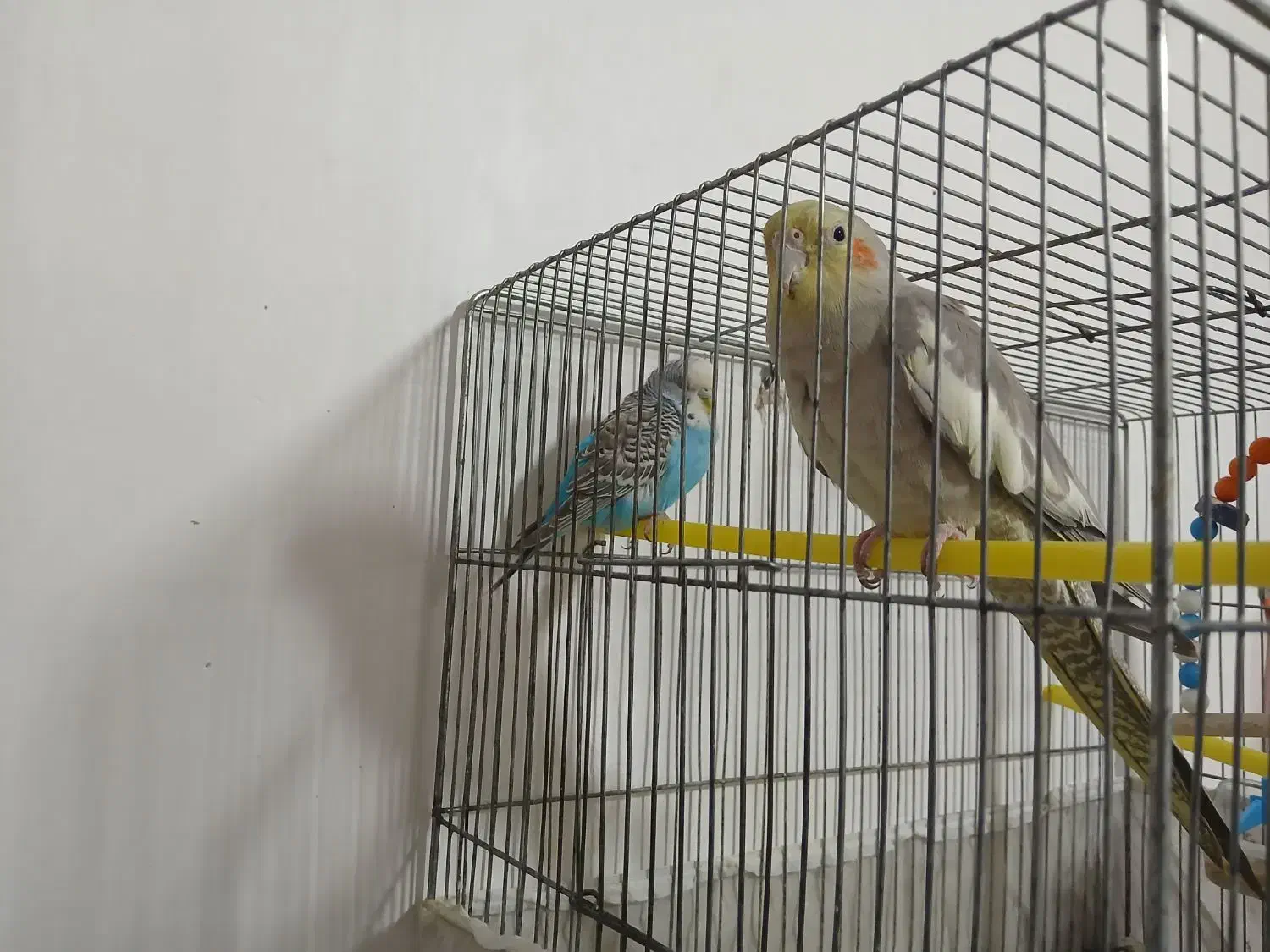 عروس هلندی|پرنده|فرخ‌شهر, |دیوار