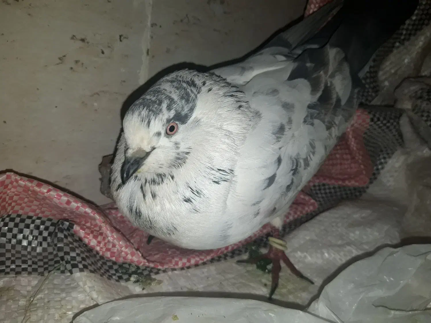 کبوترفروشی|پرنده|اردکان, |دیوار