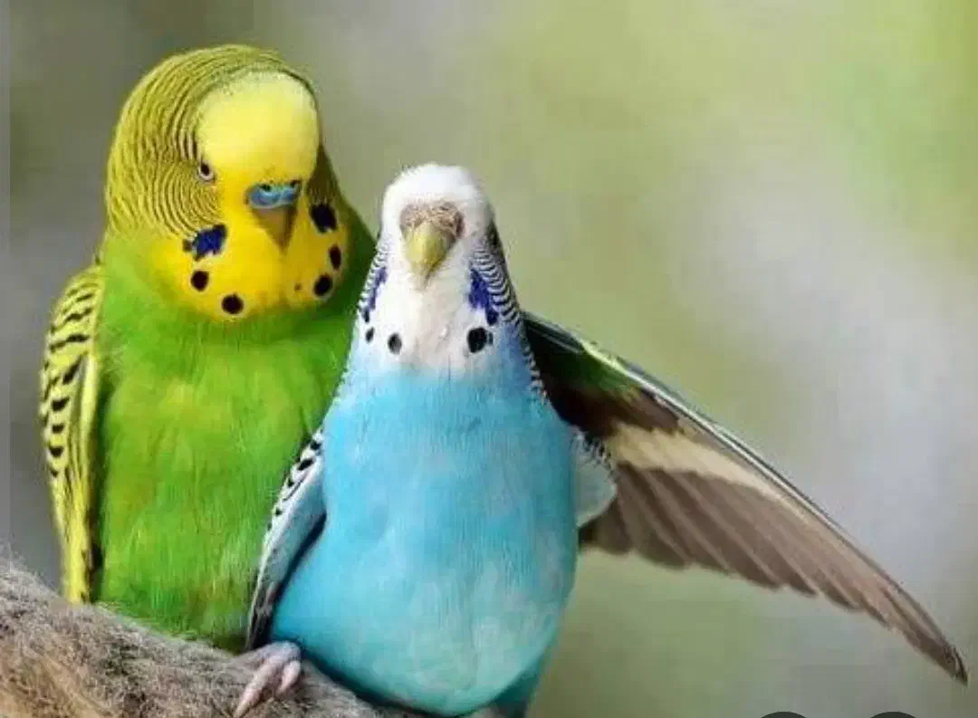 مرغ عشق|پرنده|سنندج, |دیوار