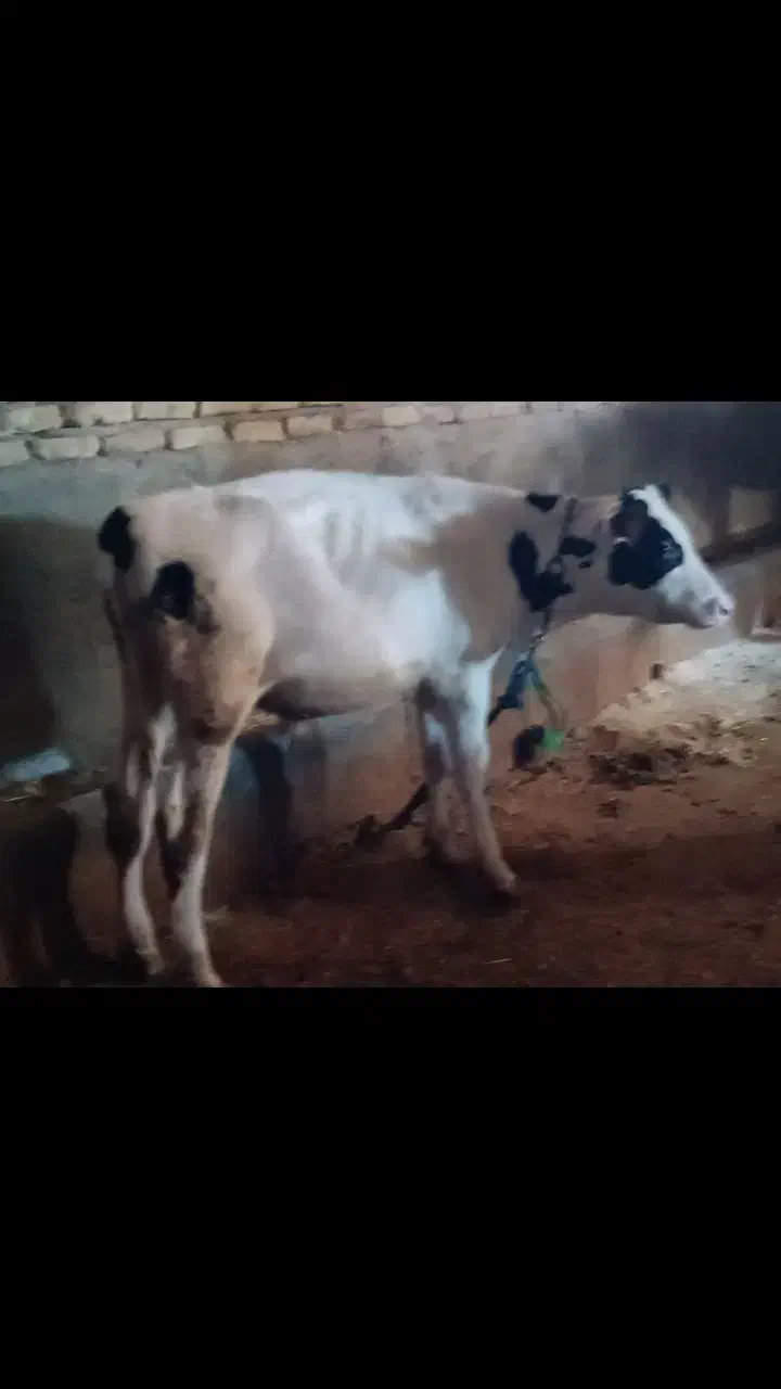 گوساله نر|حیوانات مزرعه|کرمانشاه, |دیوار