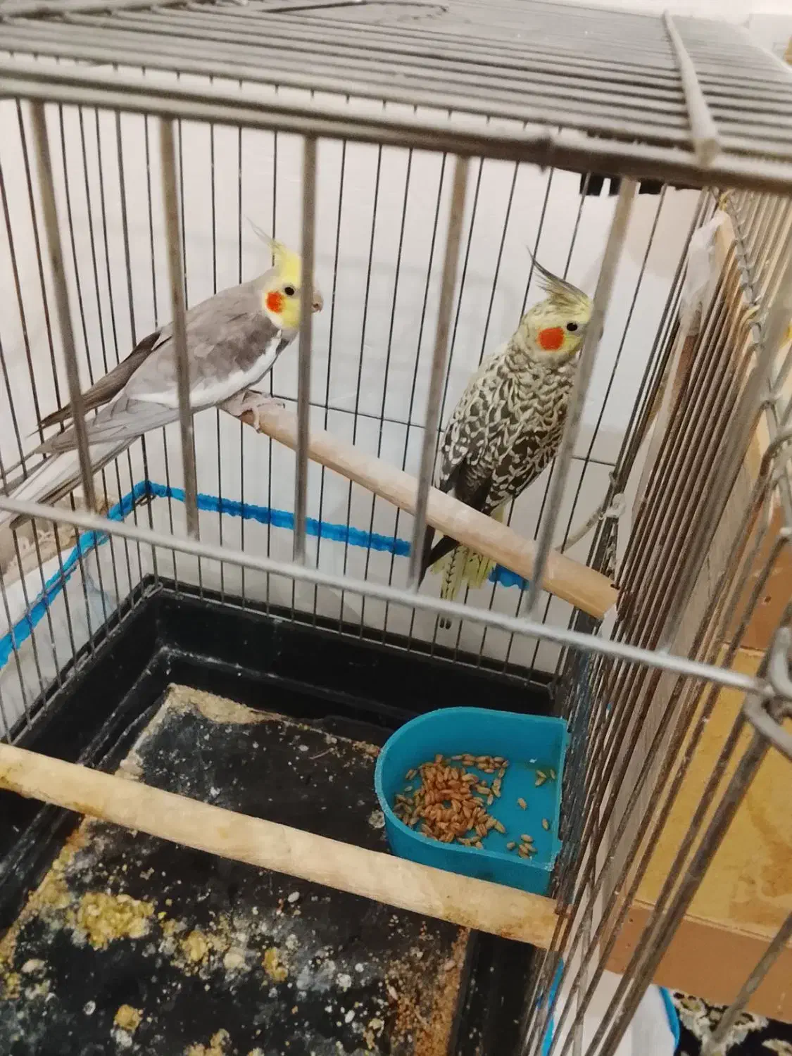 یک جفت عروس هلندی صددرصد تضمینی 4 تخم|پرنده|بومهن, |دیوار