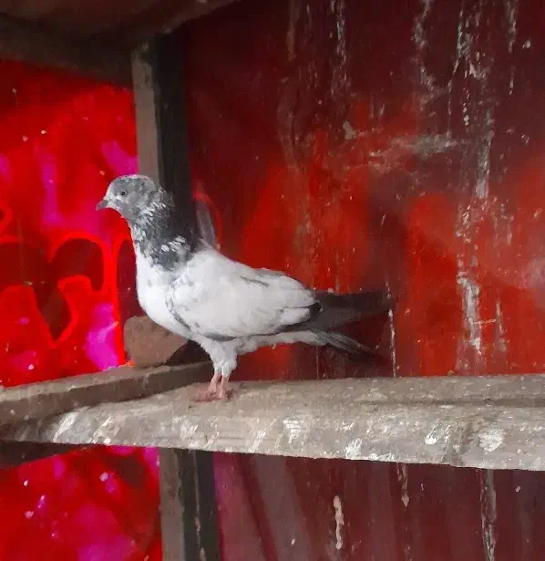 جوجه کفتر پاکستانی و دوکت|پرنده|رشت, نیروی دریایی|دیوار