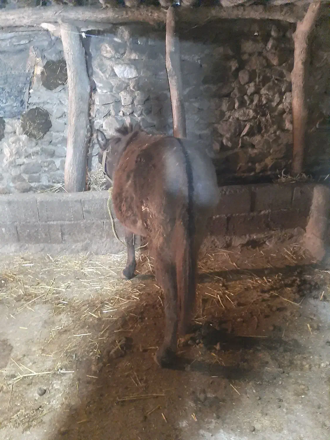 قاطر|حیوانات مزرعه|کلیبر, |دیوار