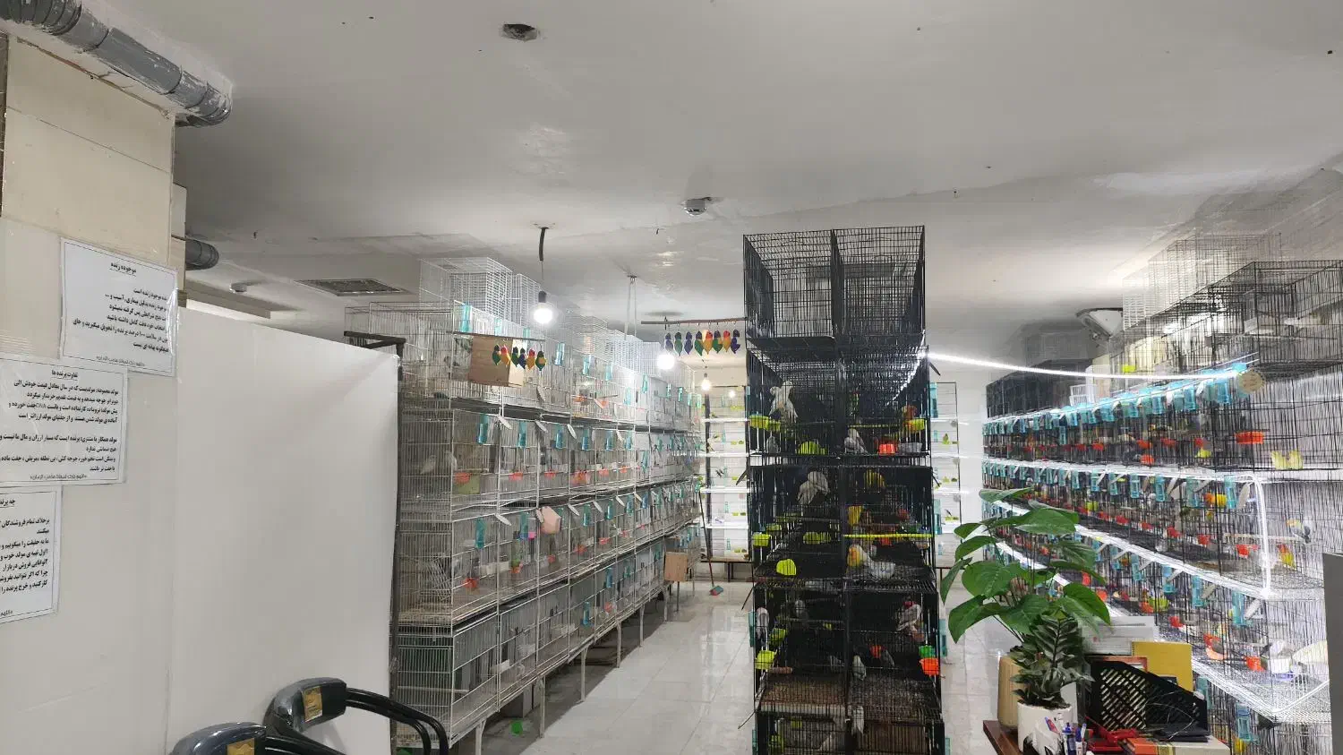 برزیلی، قناری، قفس، گرینچیک|پرنده|رشت, جانبازان|دیوار