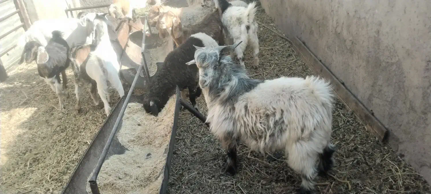 گوسفند فروشی|حیوانات مزرعه|کرمان, |دیوار