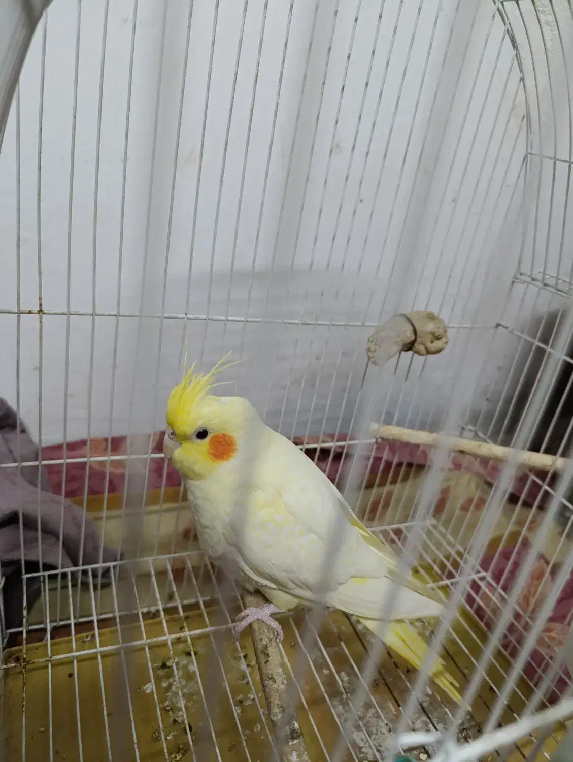 یک عدد عروس هلندی نر کاملا سالم 8ماهه|پرنده|رودسر, |دیوار