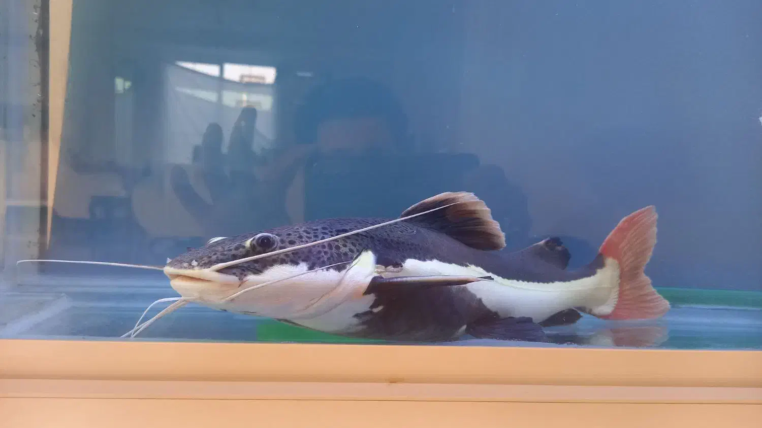 ماهی آکواریوم رِد تِیل|ماهی|صومعهسرا, |دیوار