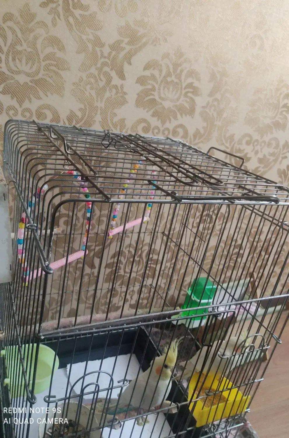 دوعدد عروس هلندی نر و ماده|پرنده|اسلام‌شهر, شهرک لاله|دیوار