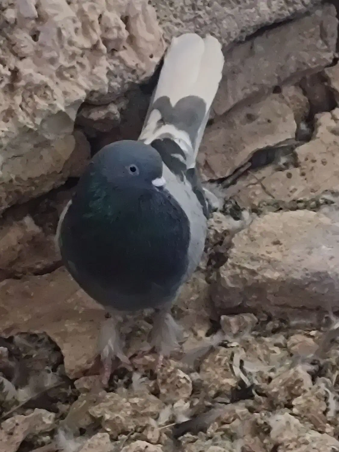 سبز نردم سفید اصفهانی|پرنده|نجفآباد, کشاورز|دیوار