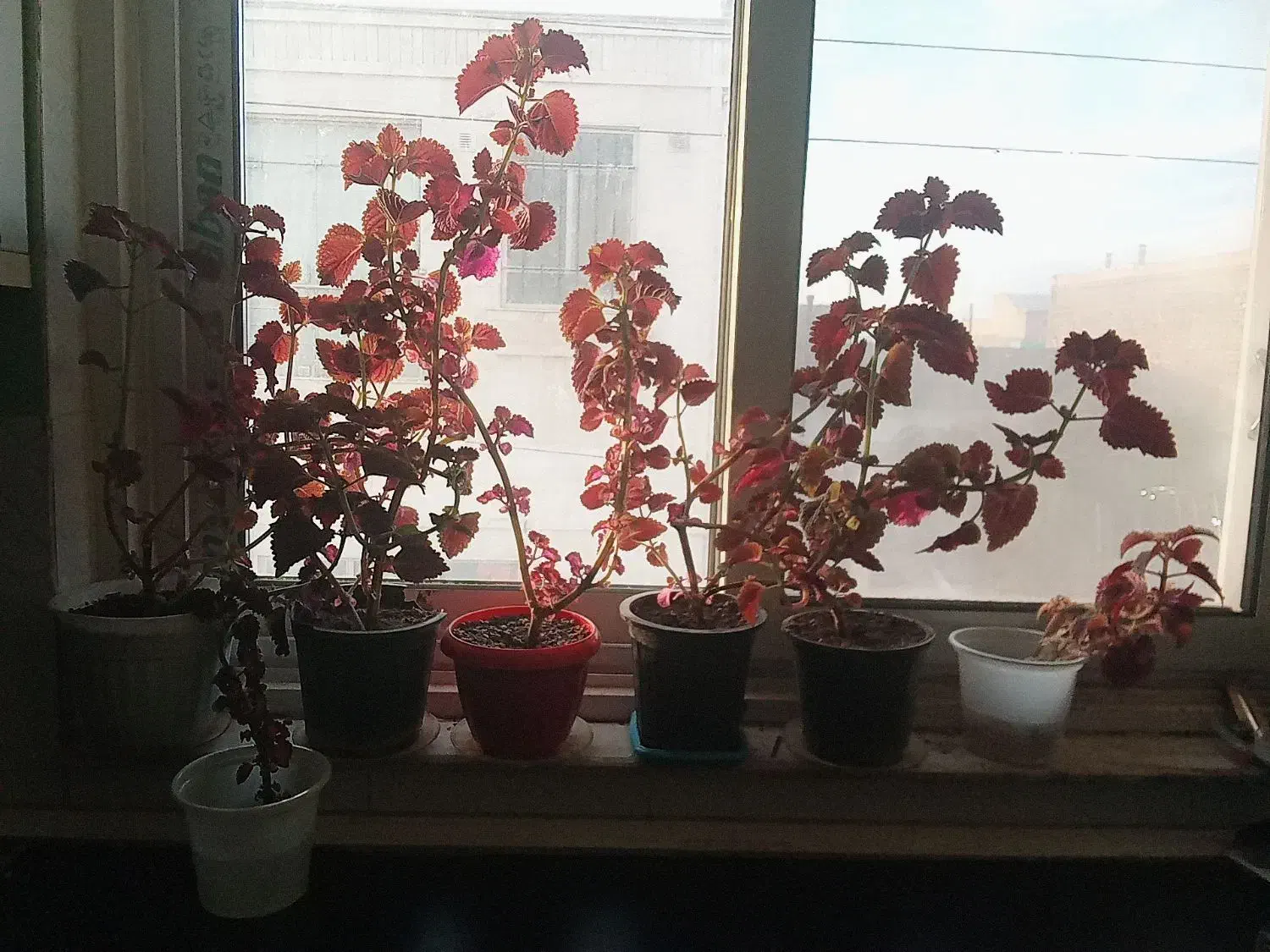 ساقه ی گل|گل و گیاه طبیعی|شاهرود, |دیوار