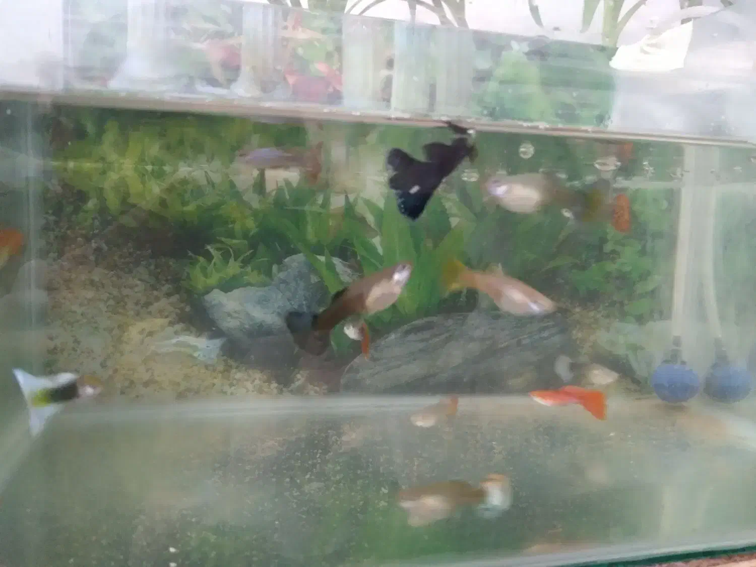 ماده شکم پر و نر|ماهی|اردبیل, |دیوار