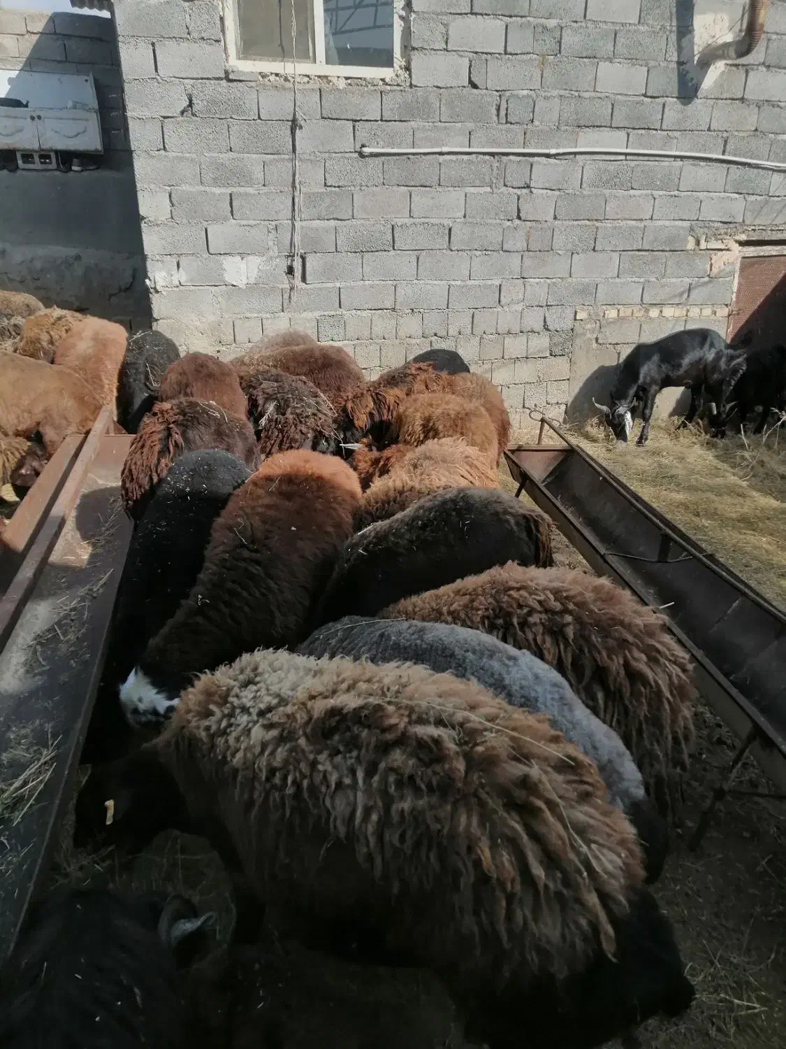 30عدد بره پروار سنگین|حیوانات مزرعه|سلفچگان, |دیوار