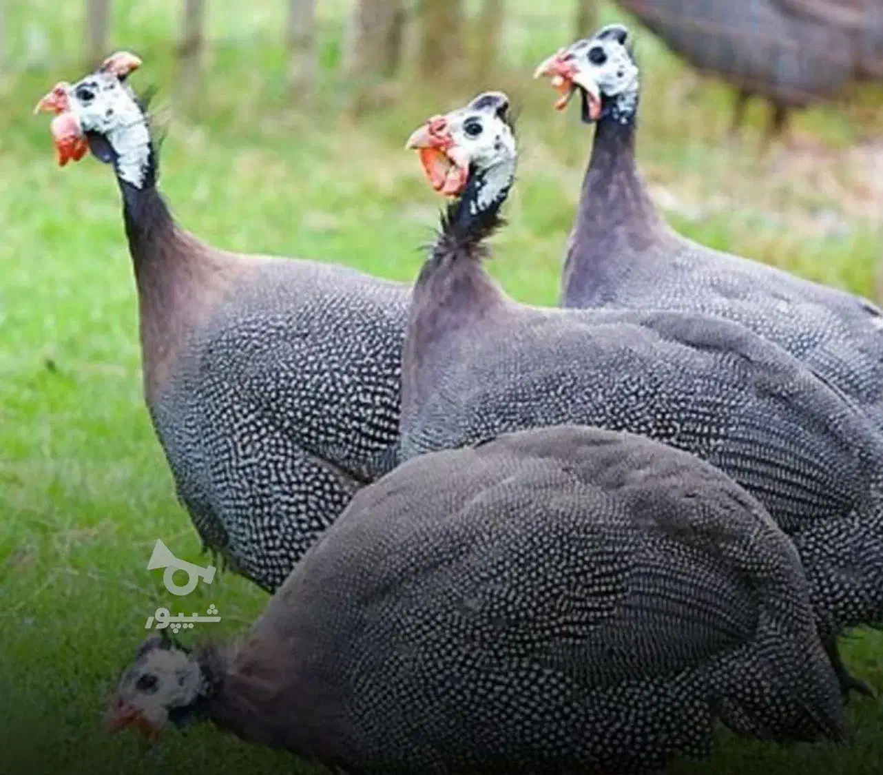 مرغ شاخدار و یک عدد دی وی دی  سه دیسک  تر وتمیز|پرنده|مزرعه کتول, |دیوار