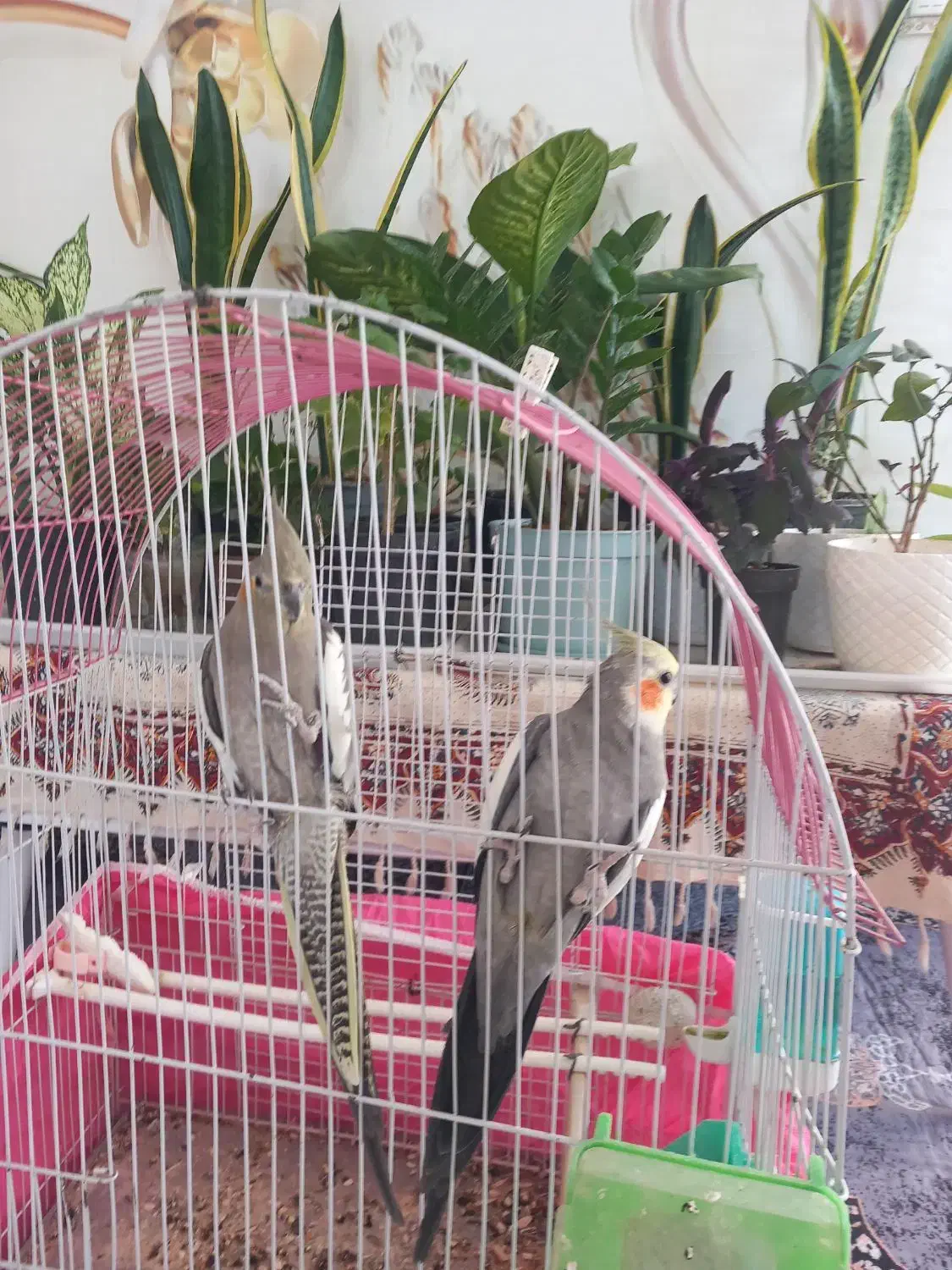 عروس هلندی مولد|پرنده|سامان, |دیوار