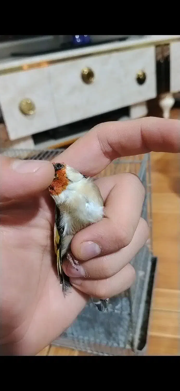 سهره نشون دار|پرنده|تهران, خلیج فارس|دیوار