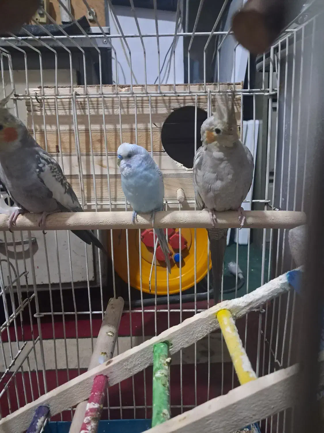 یه جفت عروس هلندی ویک عدد مرغ عشق|پرنده|تهران, زرگنده|دیوار