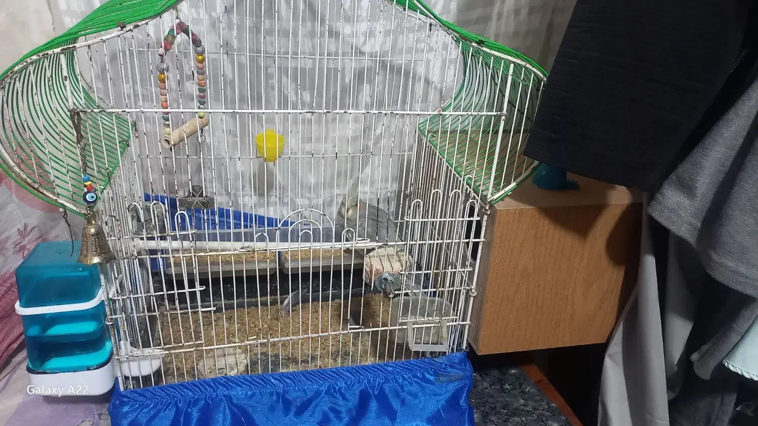 عروس هلندی|پرنده|بم, |دیوار