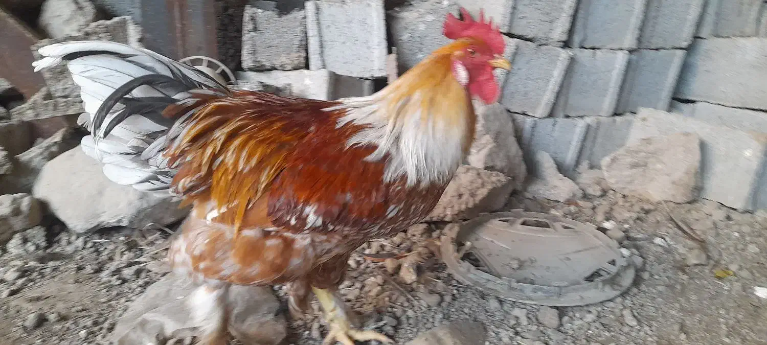 برهما|حیوانات مزرعه|مشگین شهر, |دیوار