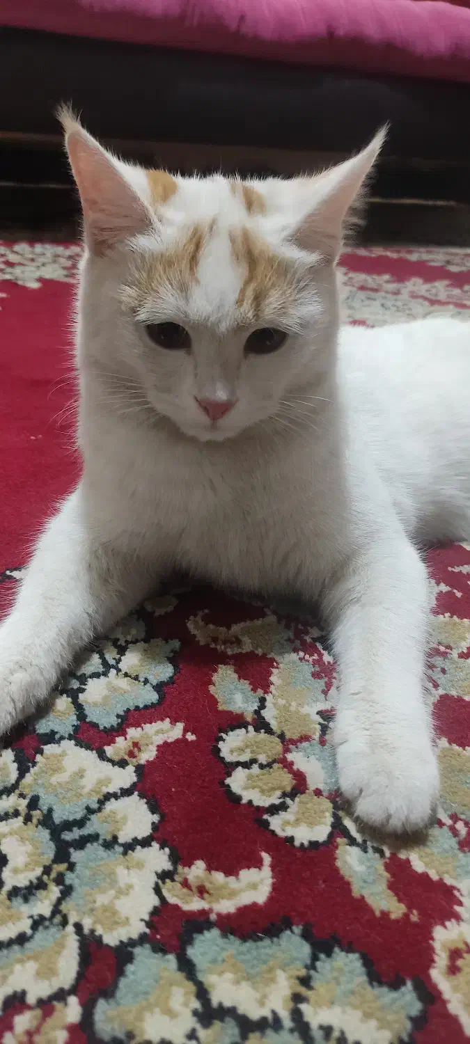 واگذاری گربه|گربه|یزد, |دیوار