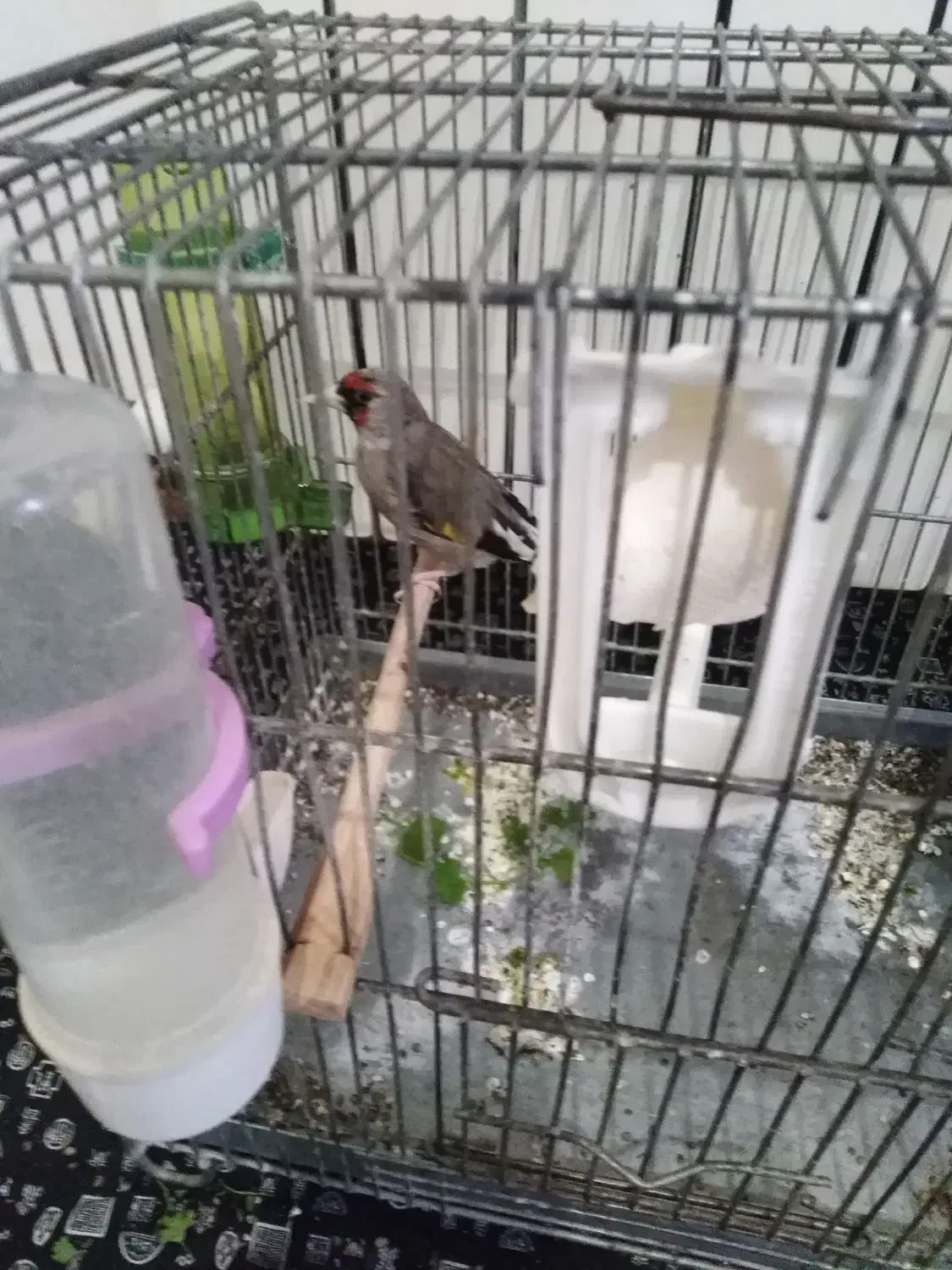 سره|پرنده|پردیس, فاز ۳|دیوار