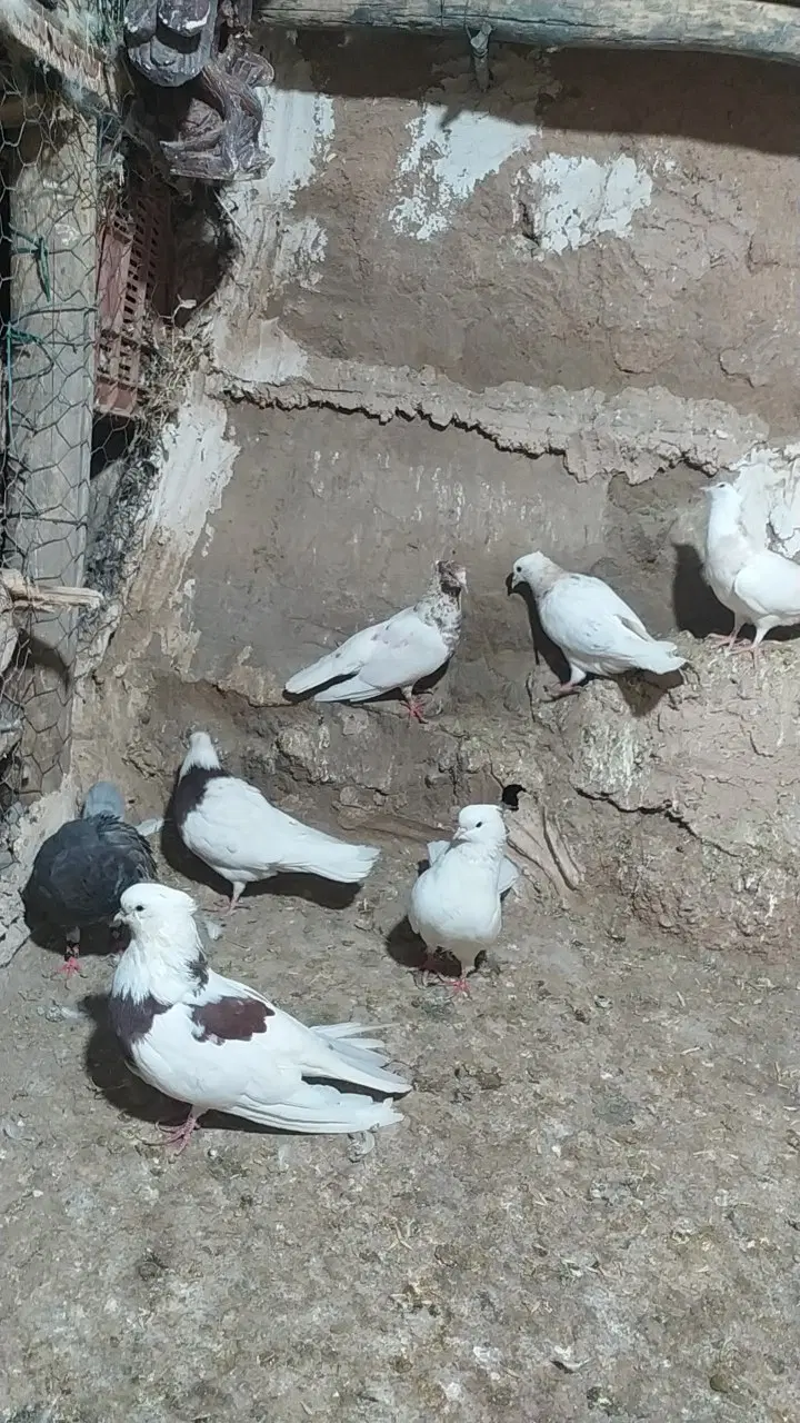 کبوتر|پرنده|حمیل, |دیوار