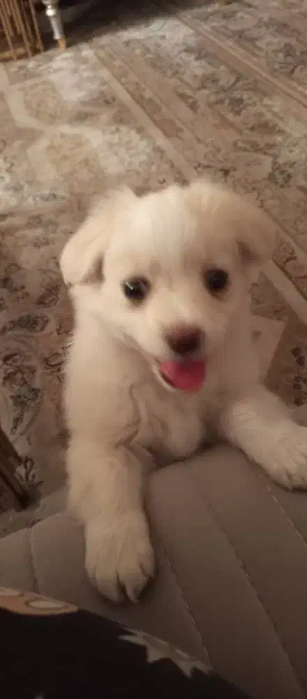 پامرین.|سگ|ری, شهرک نظامی|دیوار