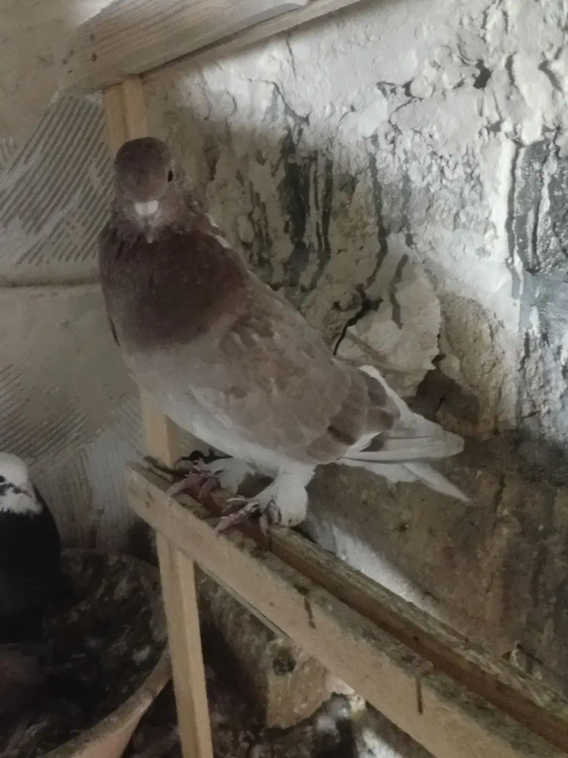 گمشده|حیوانات|قم, هفت تیر|دیوار