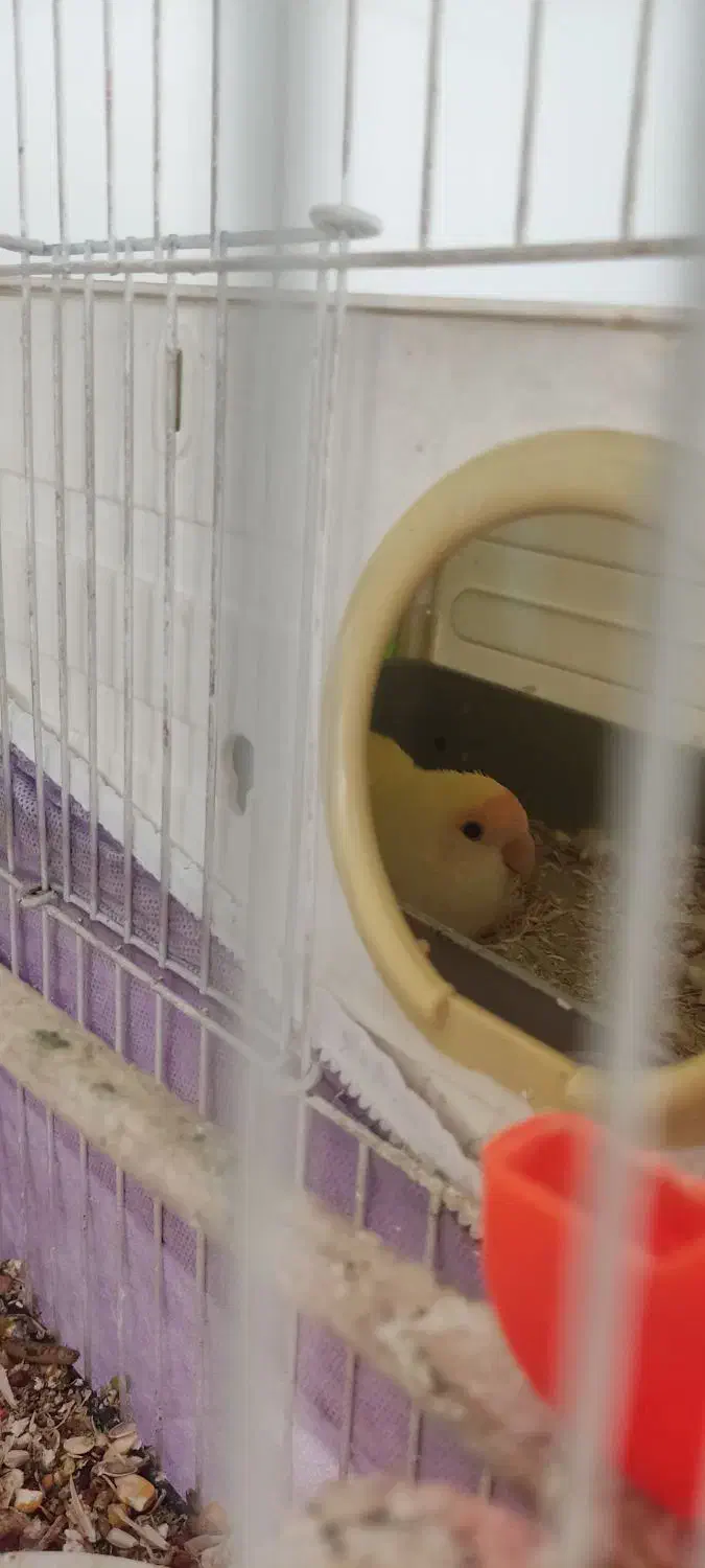 طوطی کوتوله|پرنده|مشهد, تلگرد|دیوار