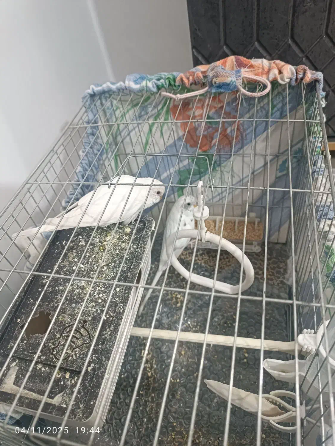 مرغ عشق مولد|پرنده|پاکدشت, پاکدشت (مامازند)|دیوار