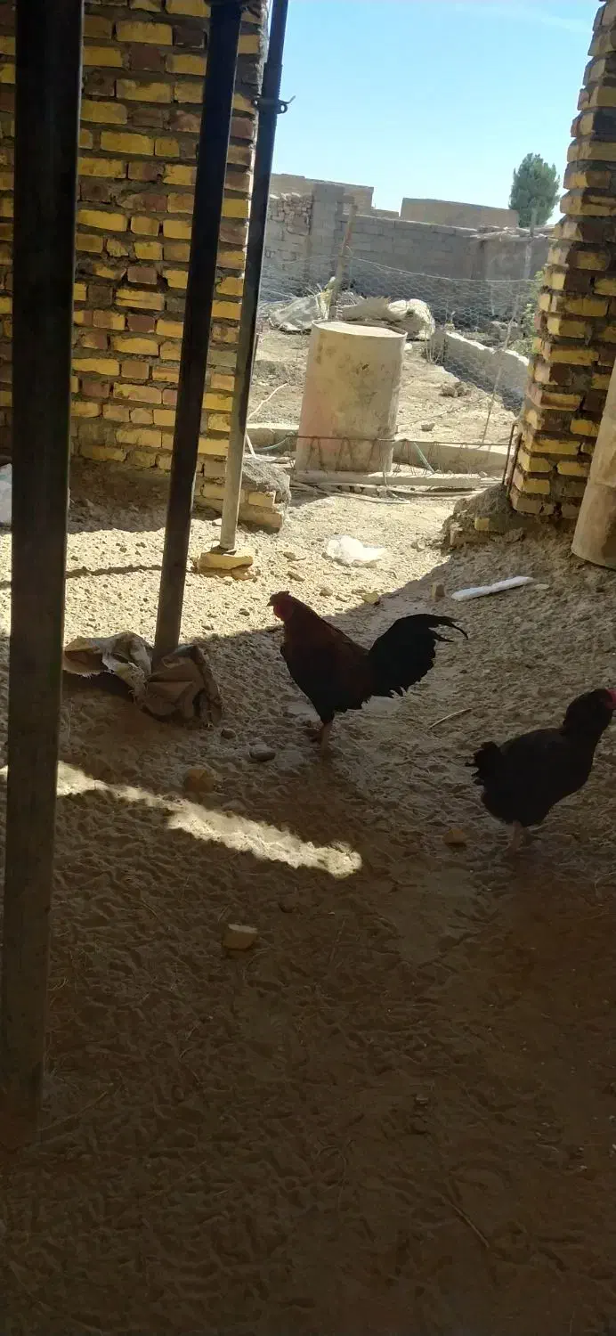 بعترین قیمت اگه خریداری دوسه تا مرغ و خروس بی پو|حیوانات مزرعه|کرباسک, |دیوار