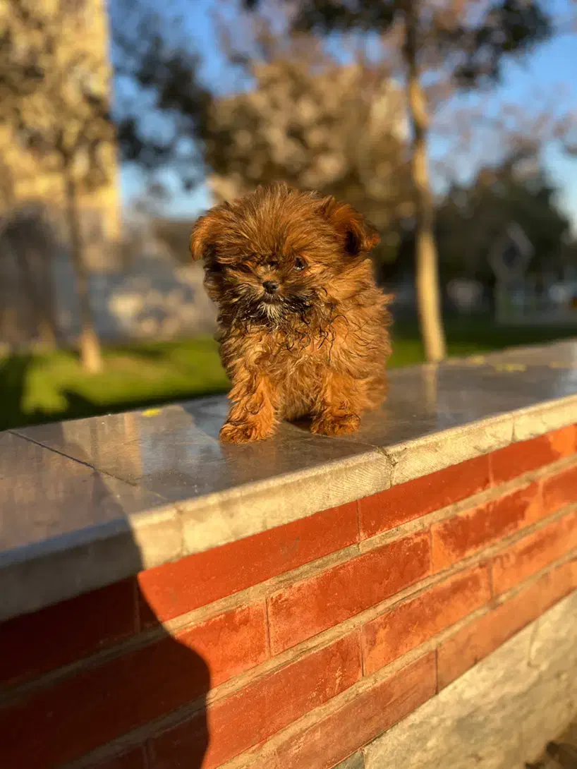 پودل کراس بمب مو عروسکی جیبی|سگ|مشهد, وکیل‌آباد|دیوار