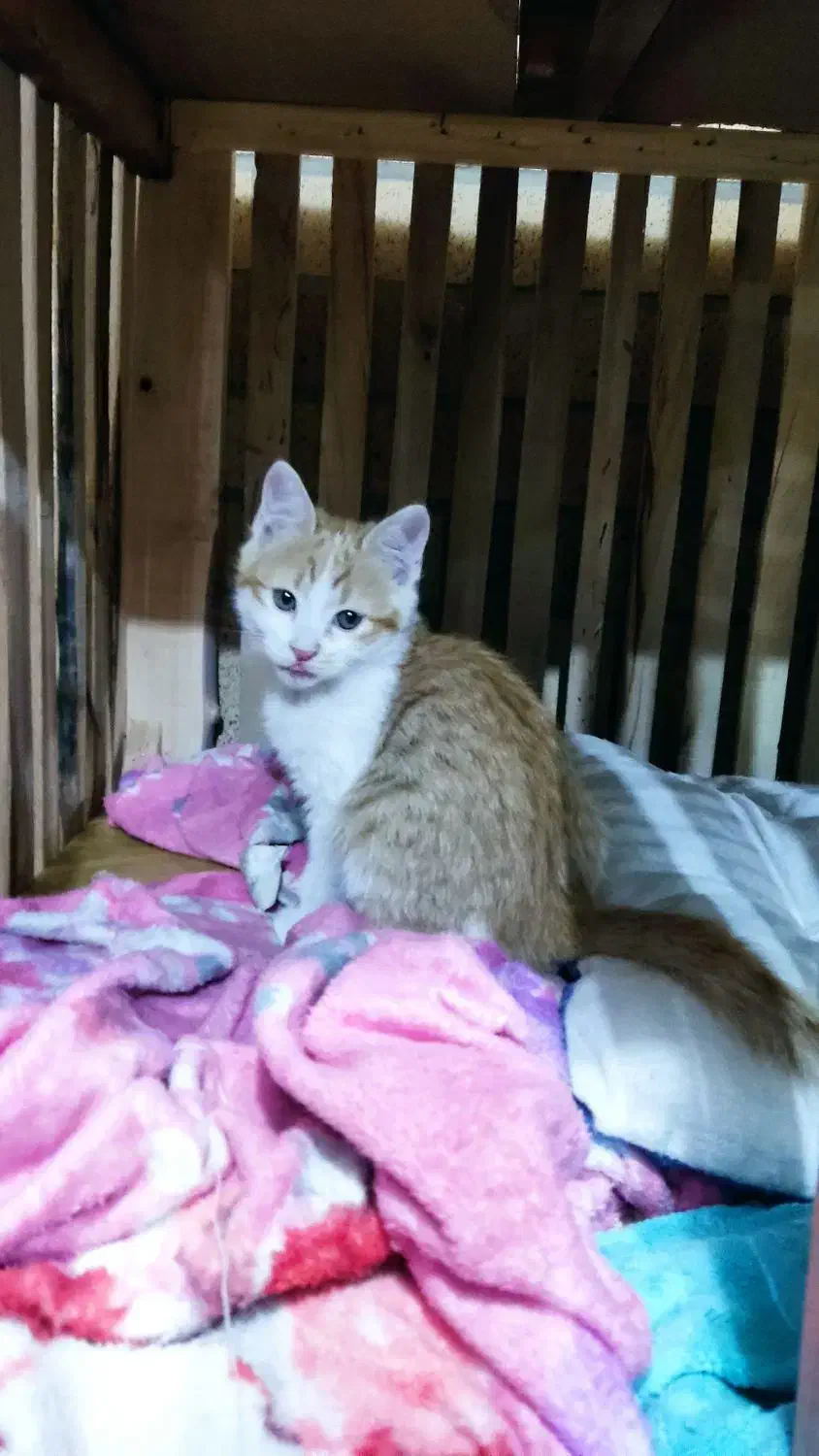 واگذاری بچه گربه|گربه|نجف‌آباد, بازار|دیوار