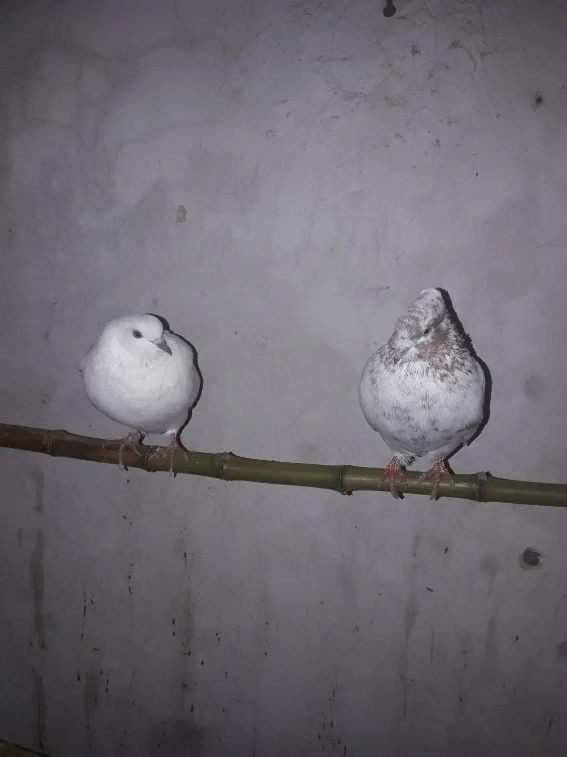 کبوتر|پرنده|رودسر, |دیوار