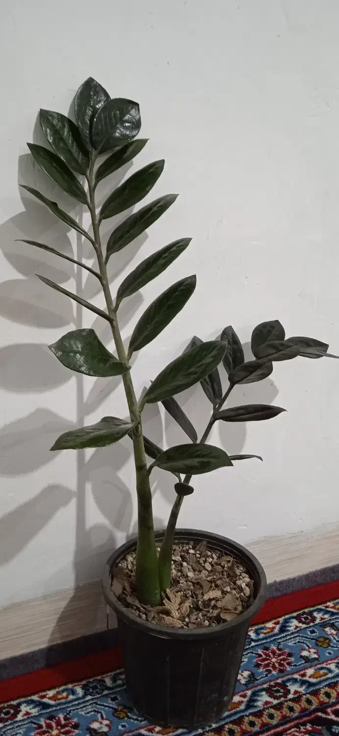 زاموفیلیا|گل و گیاه طبیعی|مریوان, |دیوار