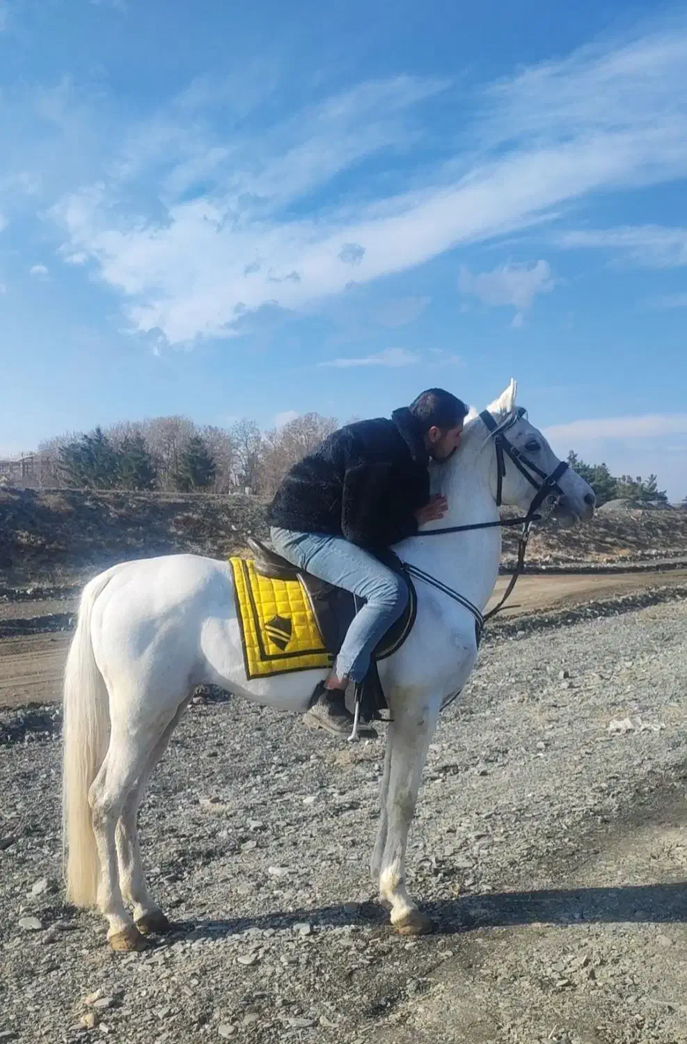 اسب عرب مصری دوسر|اسب و تجهیزات اسبسواری|شاندیز, |دیوار