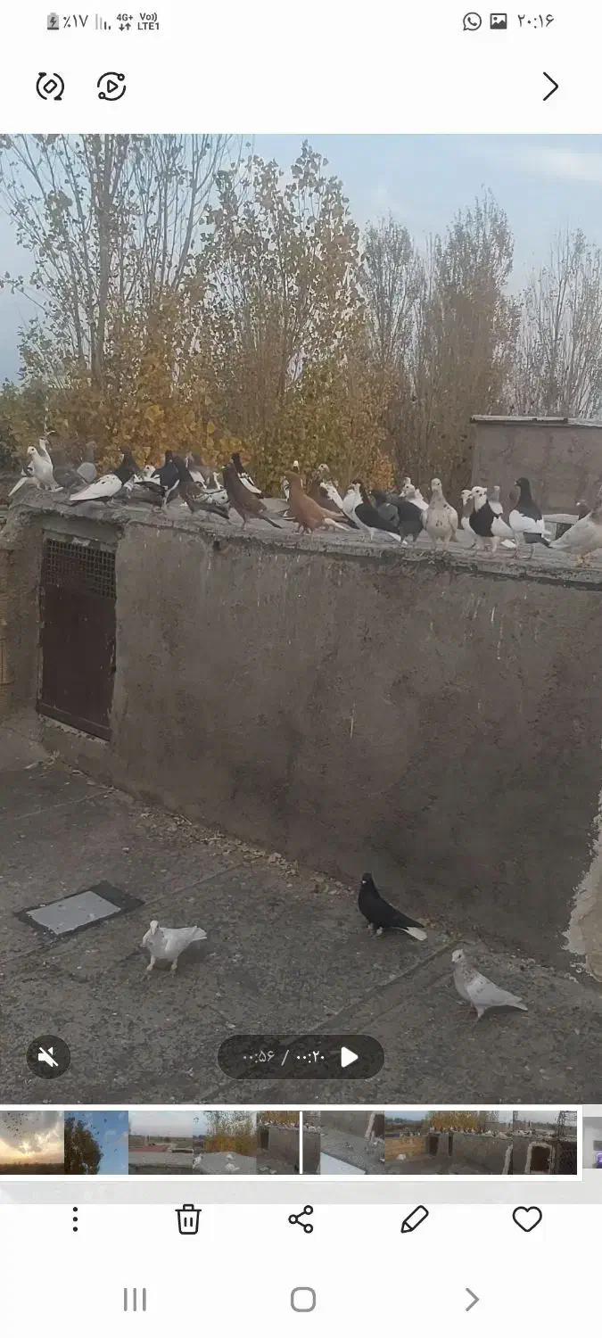 کفتر|پرنده|تاکستان, |دیوار