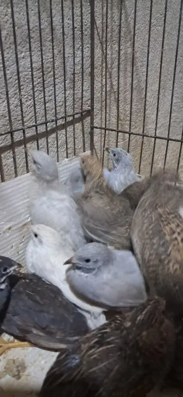 جوجه و تخم  بلدرچین مینیاتوری ایام سمانی ابریشمی|حیوانات مزرعه|یزد, |دیوار