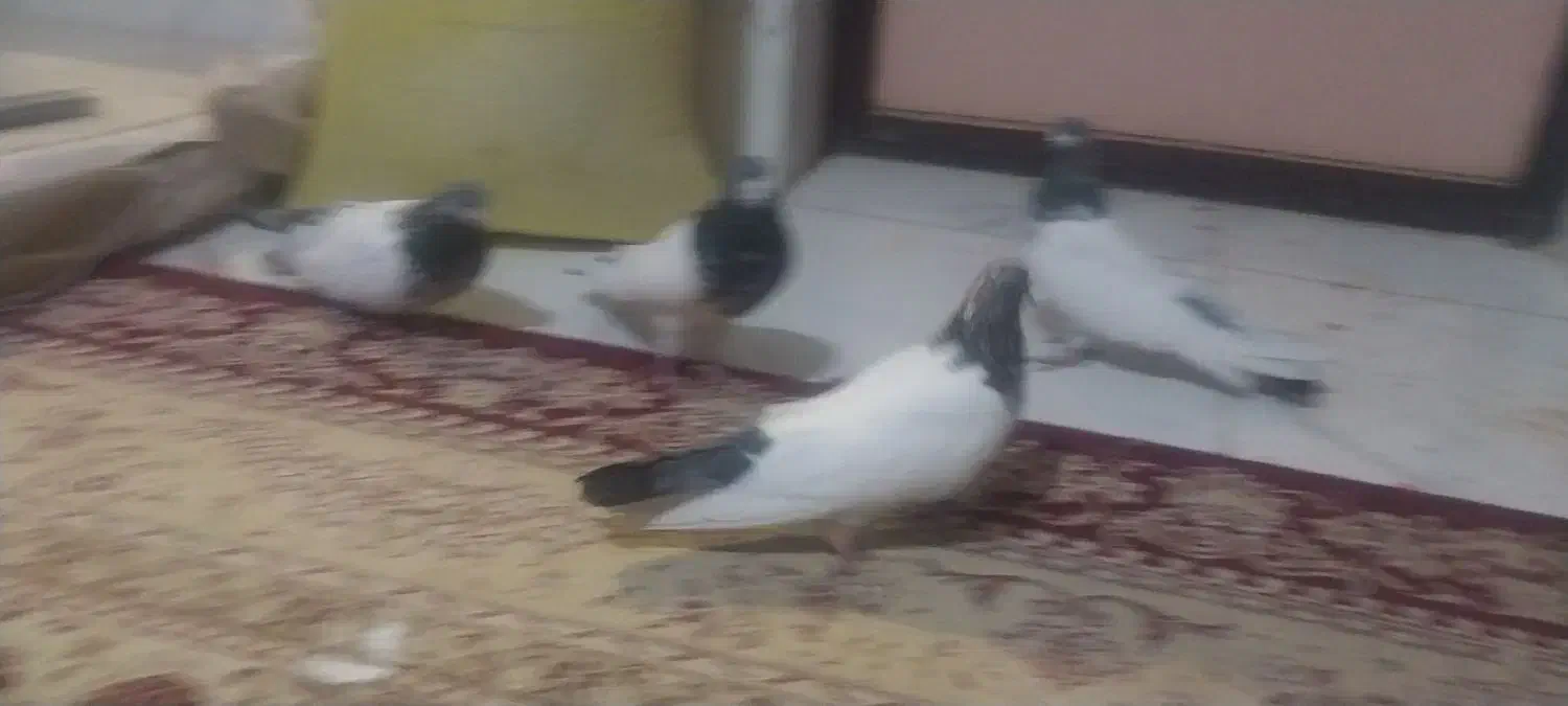 کبوتر|پرنده|رزن, |دیوار