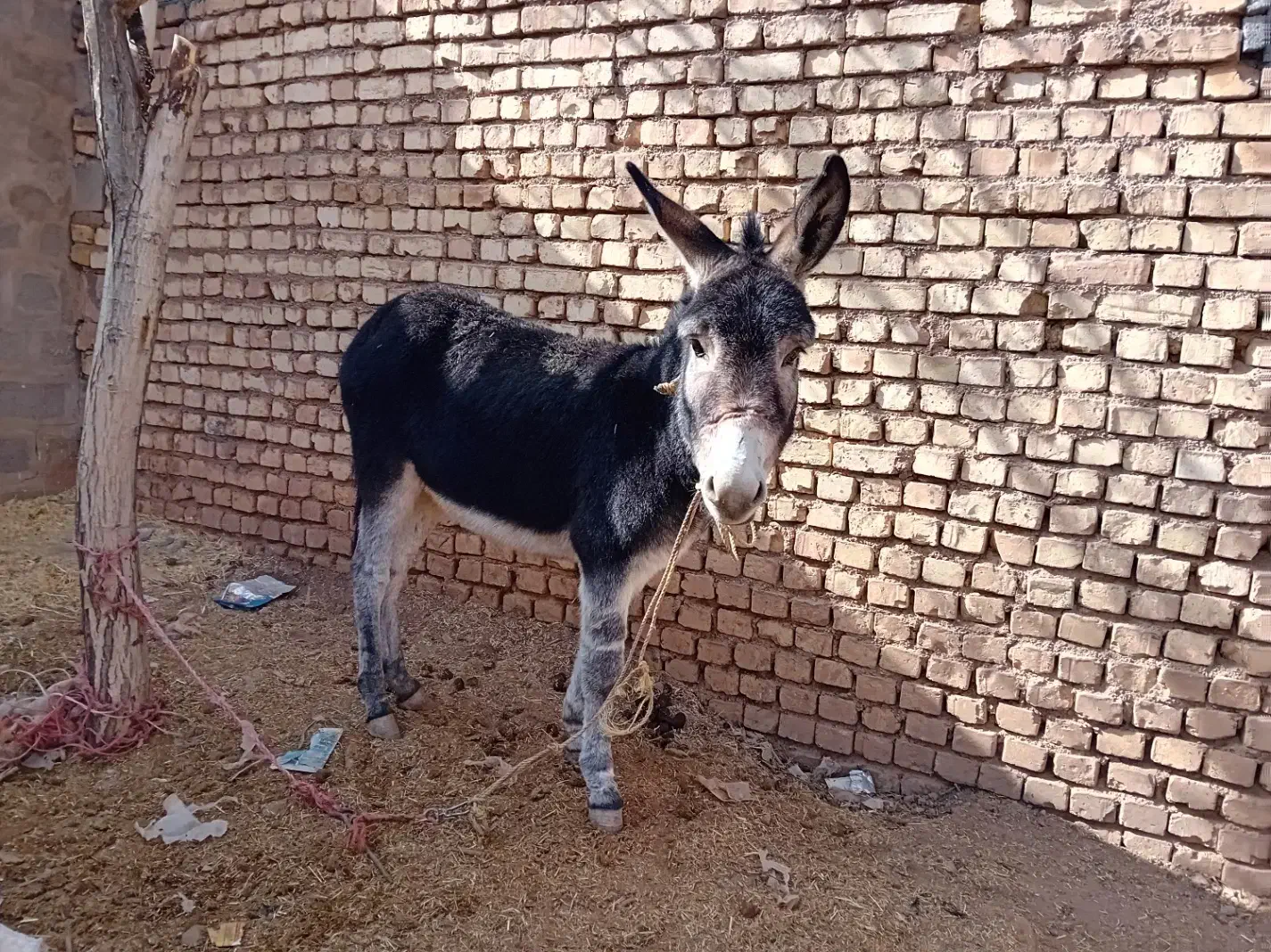 الاغ۲سال|حیوانات مزرعه|بروجن, |دیوار