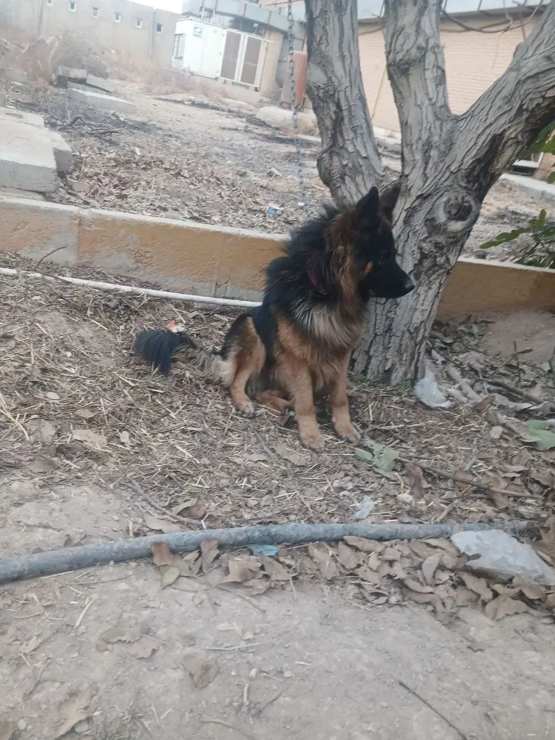 سگ ژرمن نگهبان|سگ|اسلام‌شهر, چیچکلو|دیوار