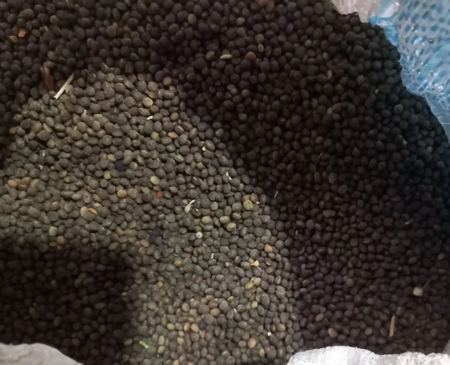 سیاه دانه|عمدهفروشی|اردبیل, |دیوار