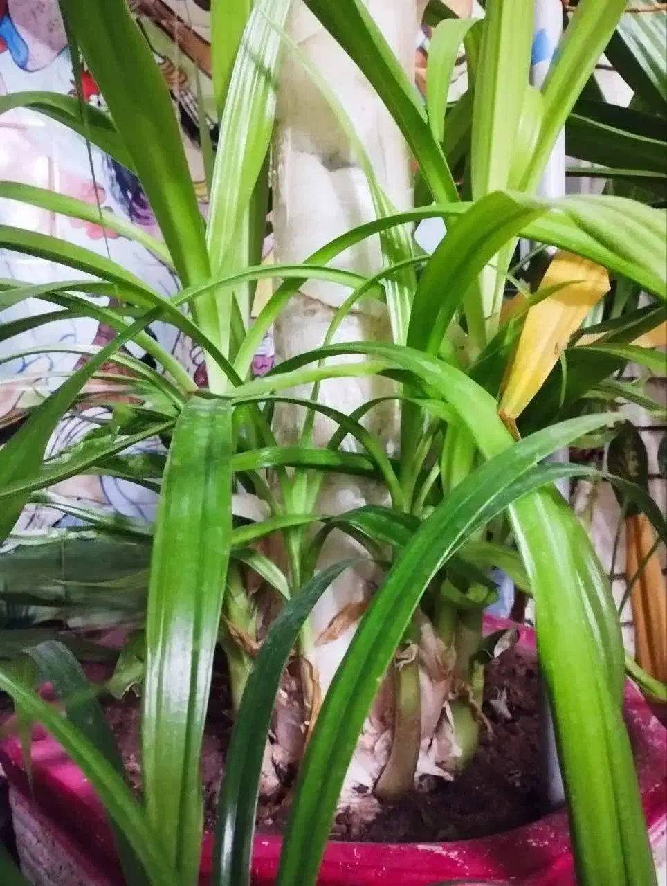 گل ذرتی شاداب|گل و گیاه طبیعی|شیراز, کوزه گری|دیوار