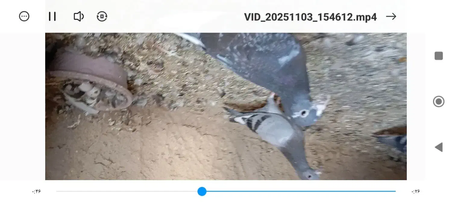 کبوتر پرشی المانی پلاکی|پرنده|کاشمر, |دیوار