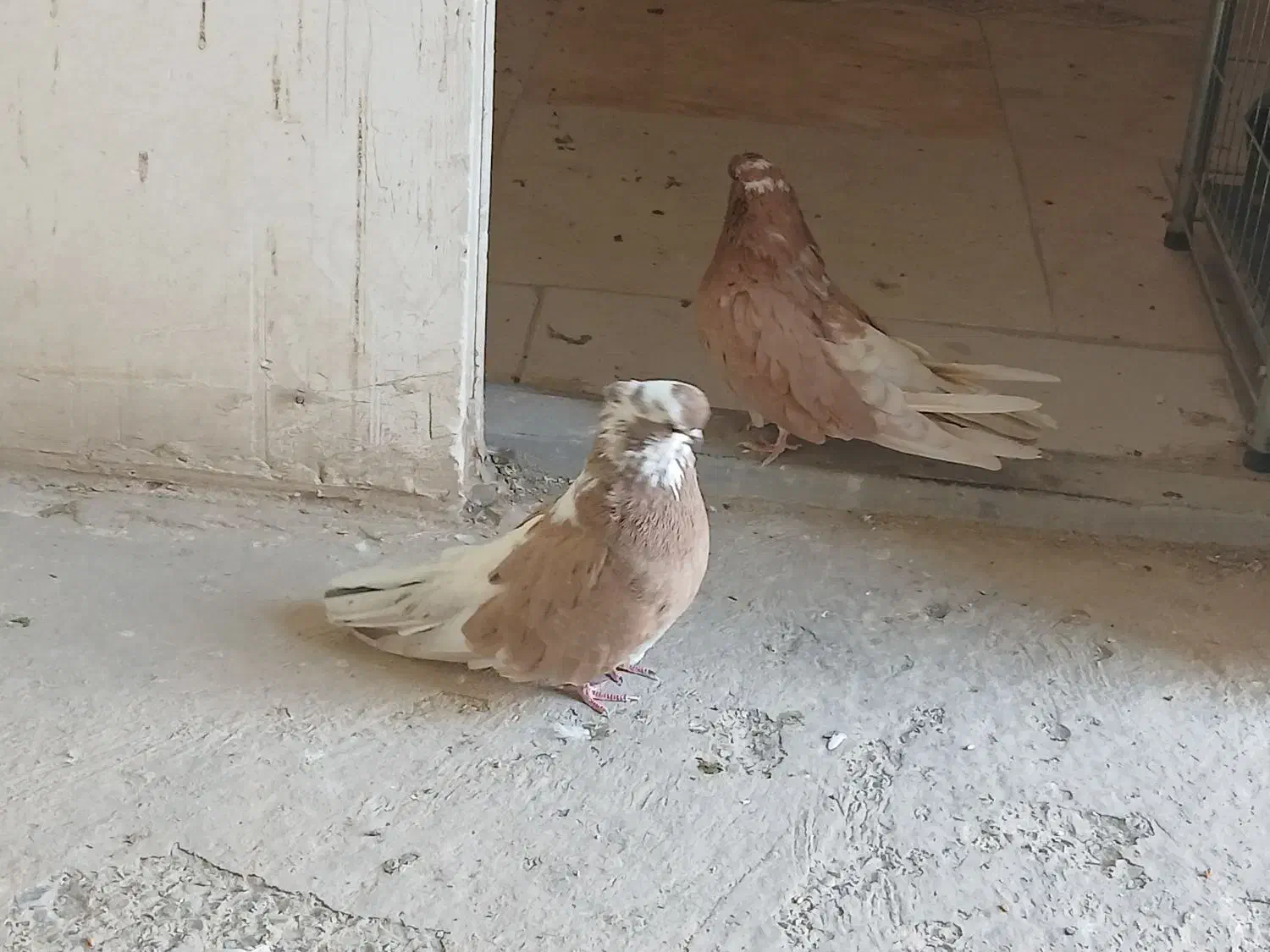 کبوتر نوک قنار نوک ریز|پرنده|احمدآبادمستوفی, |دیوار