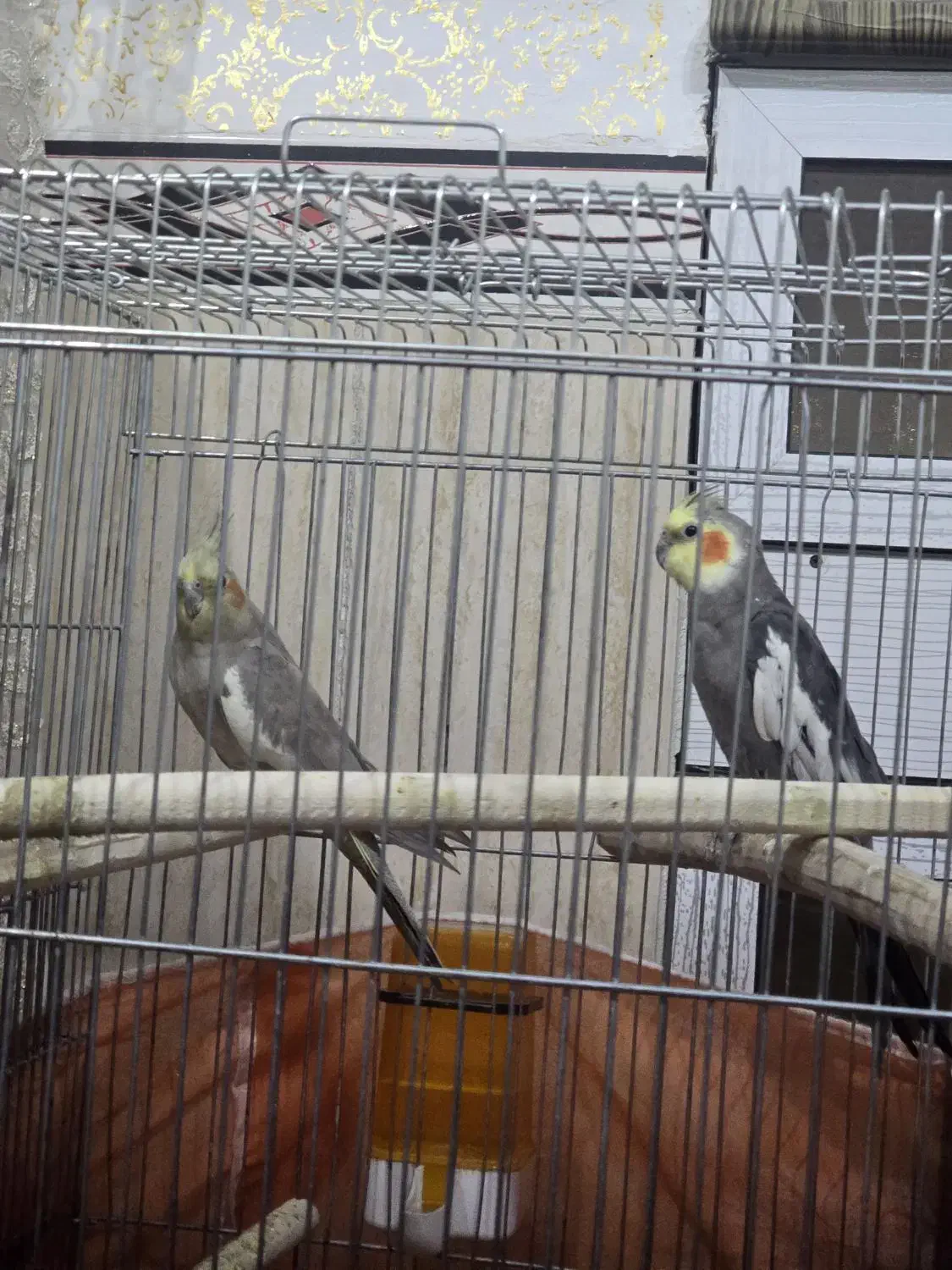 جفت عروس هلندی سخنگو|پرنده|ایوان, |دیوار