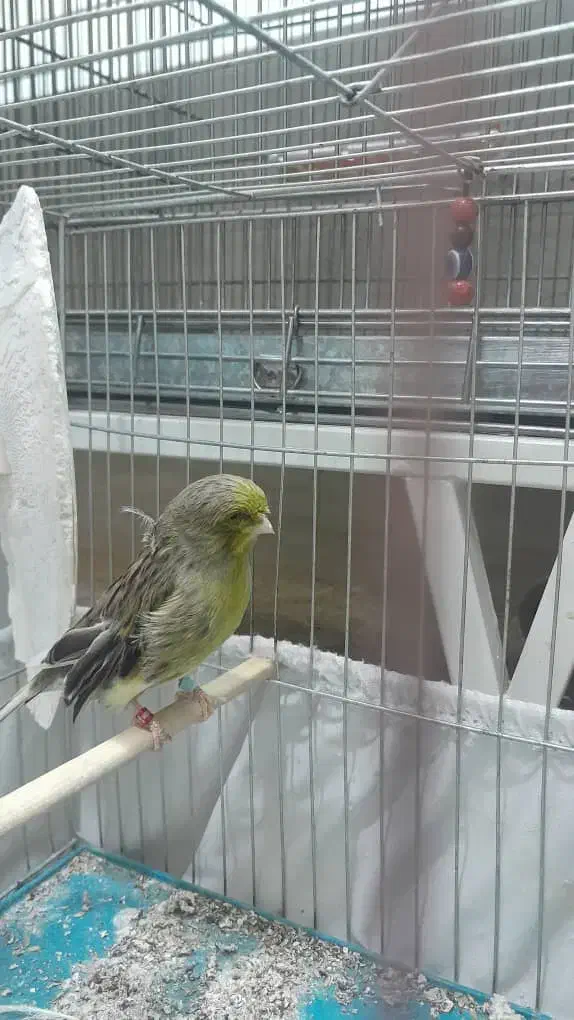 قناری نر قرص بخون|پرنده|اسلامشهر, شهرک مهدیه|دیوار