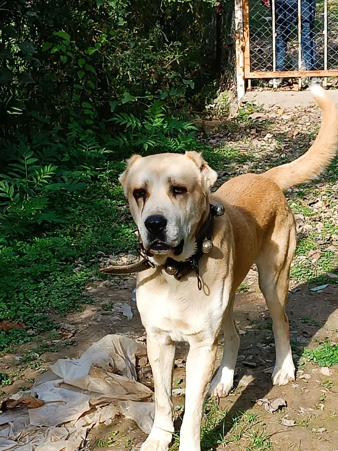 واگذاری سگ الابای سرابی|سگ|بهشهر, |دیوار