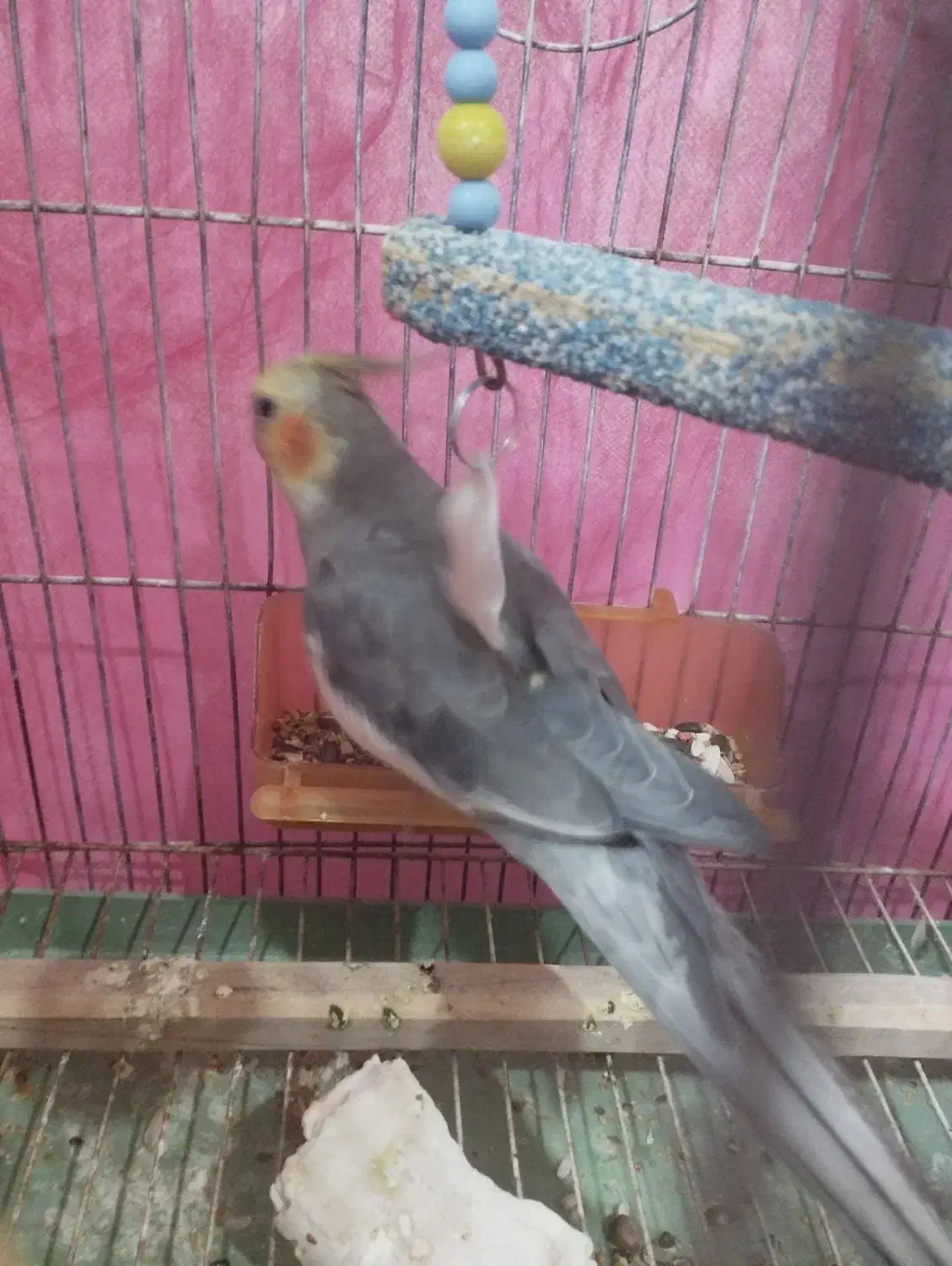 عروس هلندی نر جوان آوازخوان|پرنده|باسمنج, |دیوار